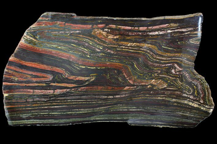 Polished Tiger Iron Stromatolite - ( Billion Years) #92808